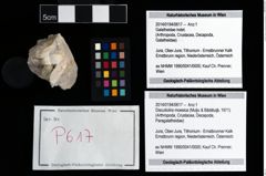 Foto (Objekt + Etikett) von Discutiolira moesica (Muţiu & Bădăluţă, 1971)  (NHMW-GEO-2014-0194-0617)